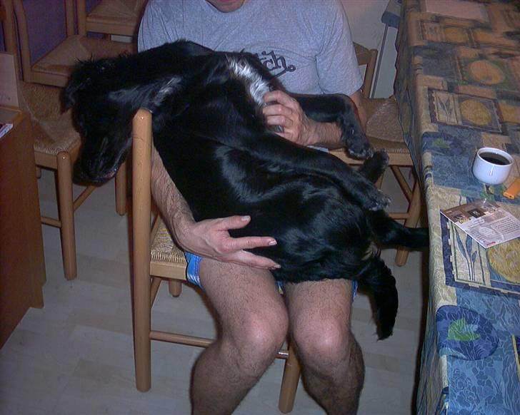 Blanding af racer Zita billede 10