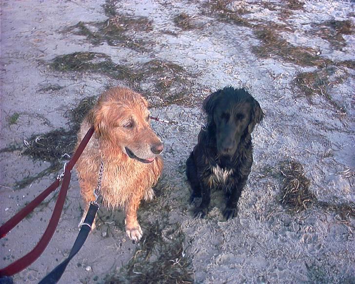 Blanding af racer Zita - På stranden billede 12