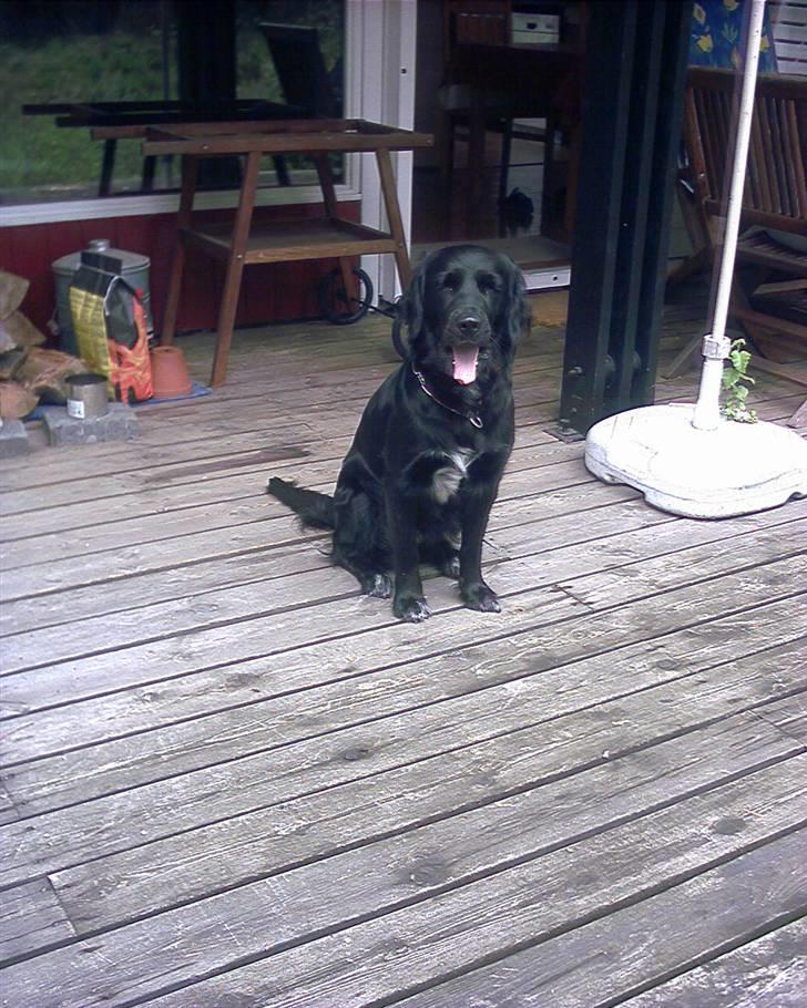 Blanding af racer Zita - Zita i sommerhus billede 13