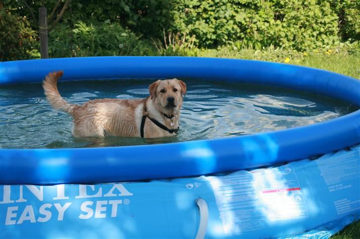 Labrador retriever Nico     31/08 billede 17