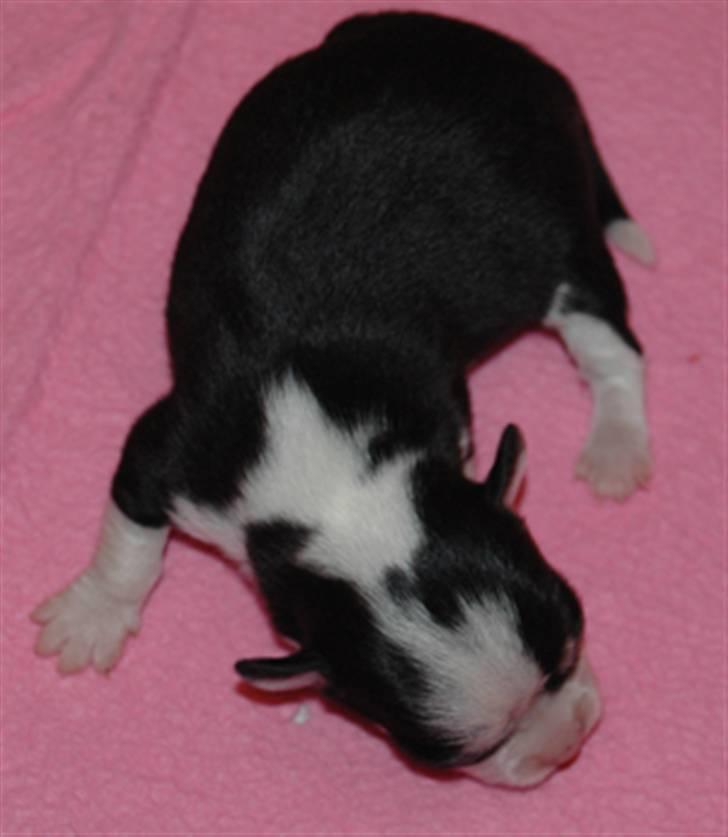 Chihuahua Tinke billede 2