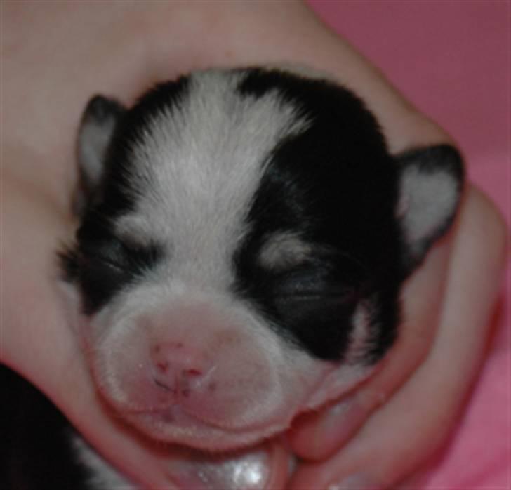 Chihuahua Tinke billede 3