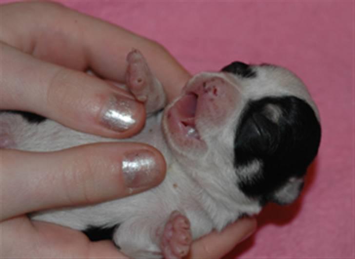 Chihuahua Tinke billede 4