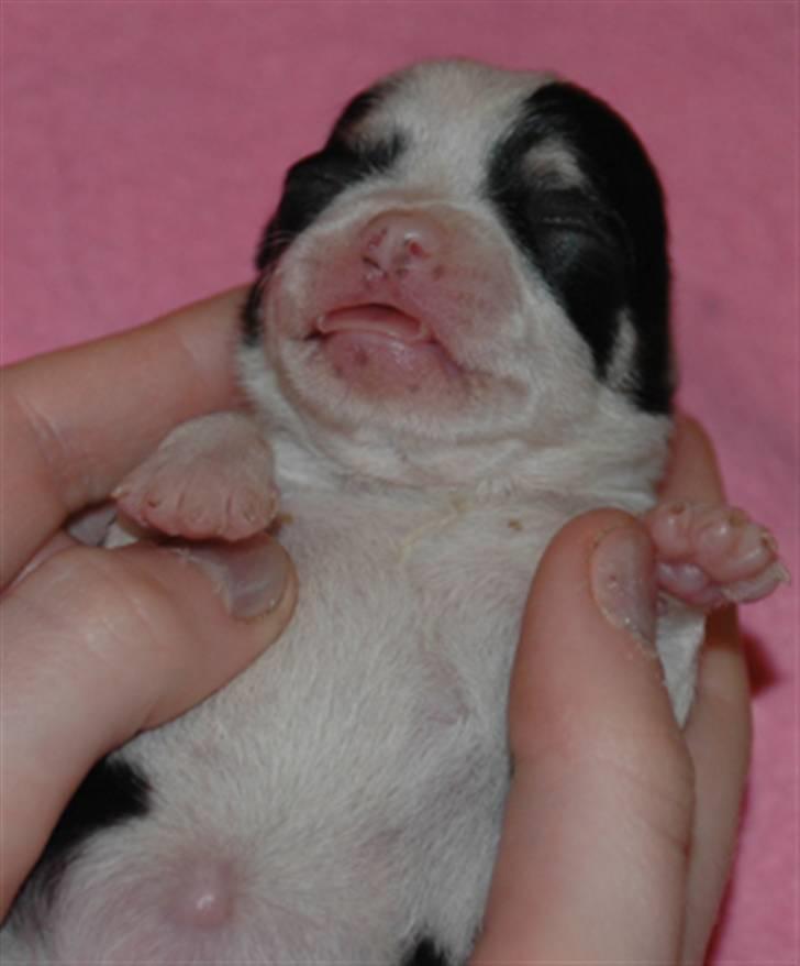 Chihuahua Tinke billede 5