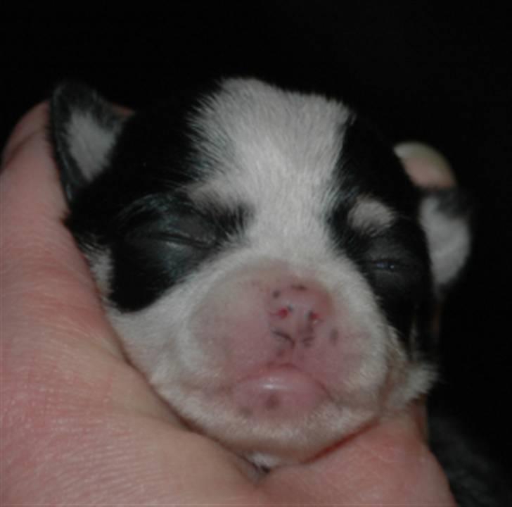 Chihuahua Tinke billede 6
