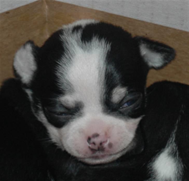 Chihuahua Tinke billede 7