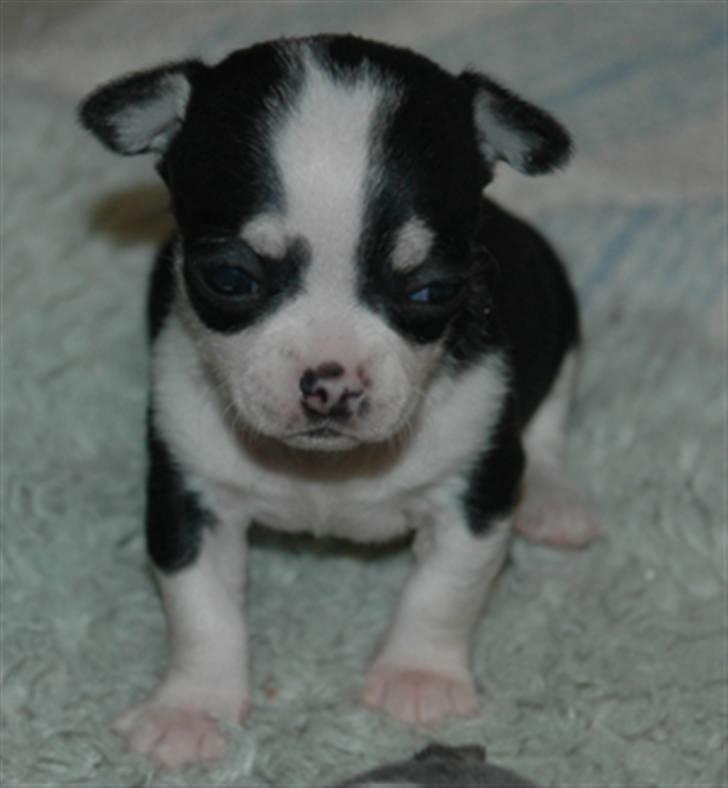 Chihuahua Tinke billede 8