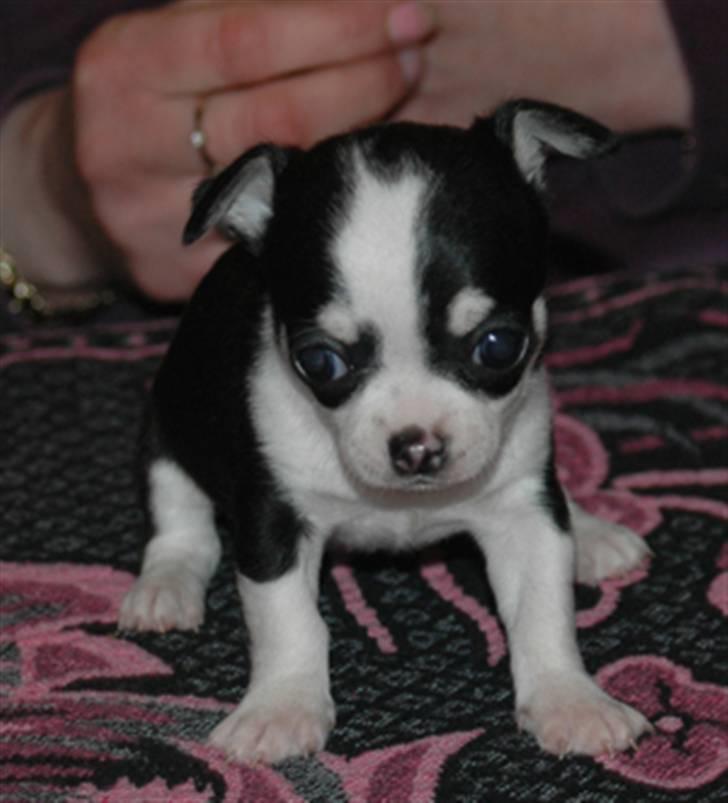 Chihuahua Tinke billede 9