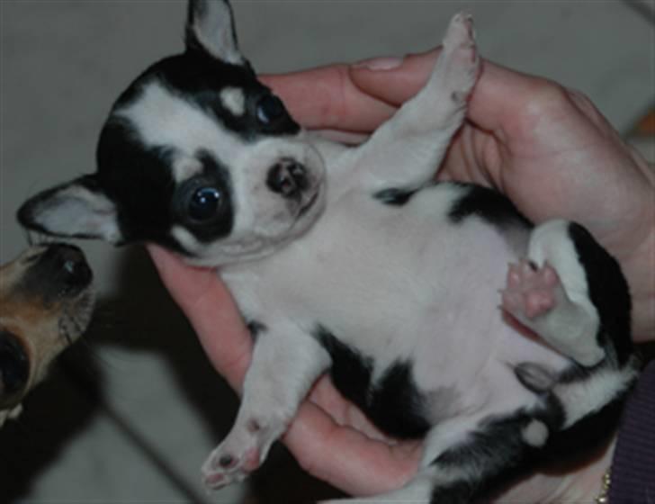 Chihuahua Tinke billede 10