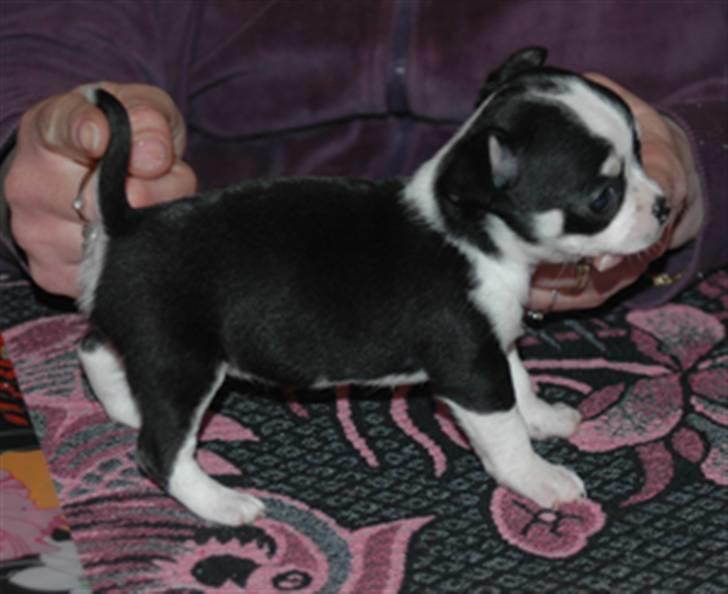 Chihuahua Tinke billede 11