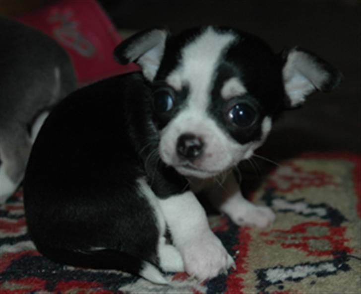 Chihuahua Tinke billede 12