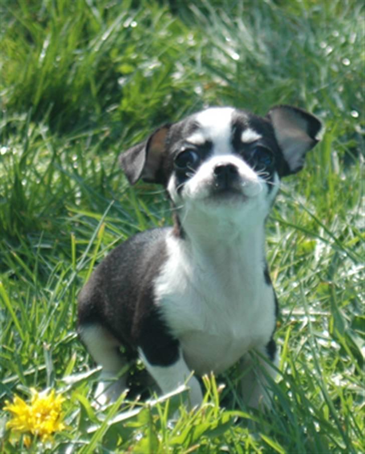 Chihuahua Tinke billede 14