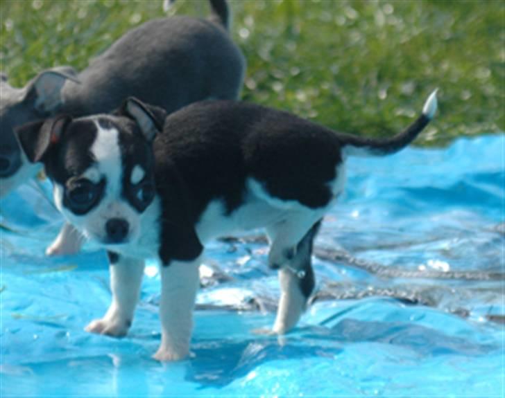 Chihuahua Tinke billede 15