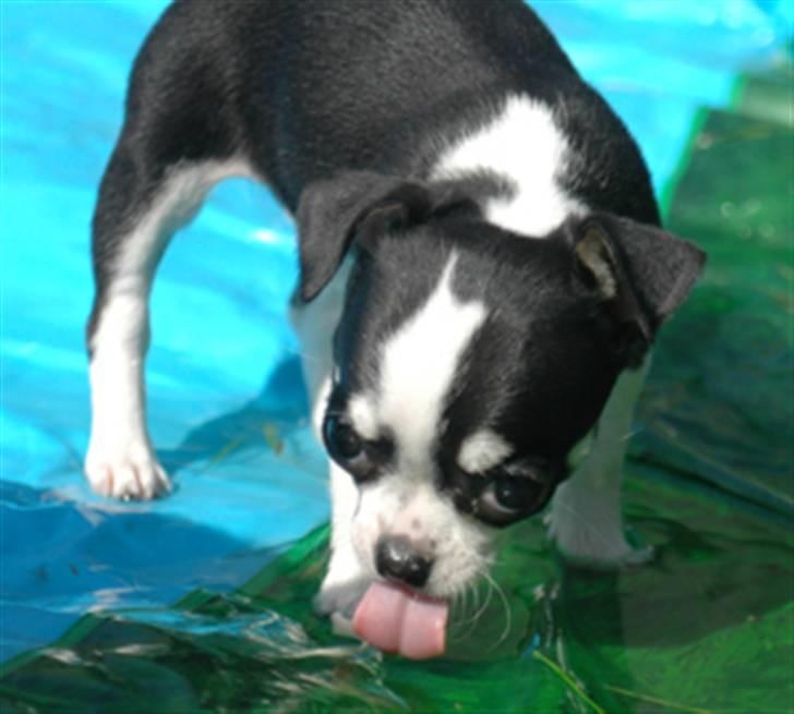 Chihuahua Tinke billede 16