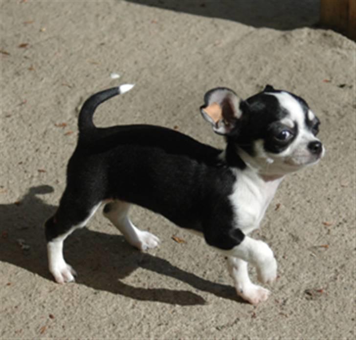Chihuahua Tinke billede 17