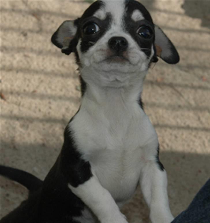 Chihuahua Tinke billede 18