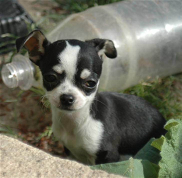 Chihuahua Tinke billede 19