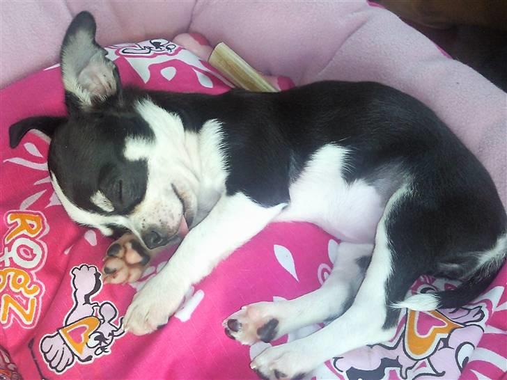 Chihuahua Tinke billede 20