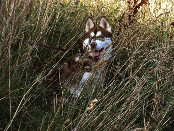 Siberian husky Lúa - Lúa i højt græs :-)  billede 13