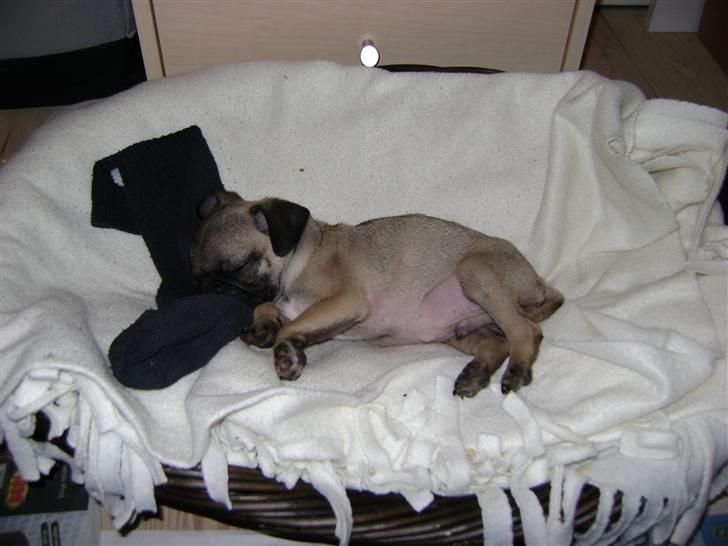 Mops Lukky  - ligger med sin strømpe i sin seng billede 1