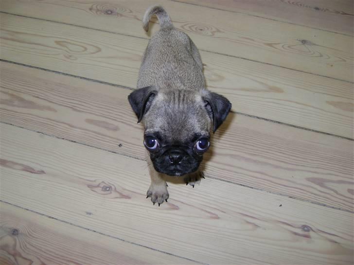 Mops Lukky  - Lille og sølle da vi fik ham - han ser dog skøn ud idag.  billede 2