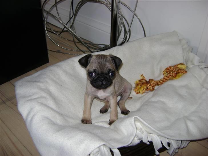 Mops Lukky  - Lukky lige da vi fik ham i maj måned 2009 - han trængte virkelig til kærlighed´og omsorg.  billede 3