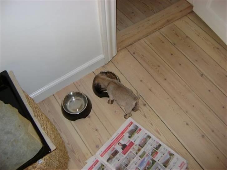 Mops Lukky  - Lukky den første dag vi fik ham, han fik hurtigt ordenlig mad Rocal cainen. Som han ikke kan få nok af. :) billede 4