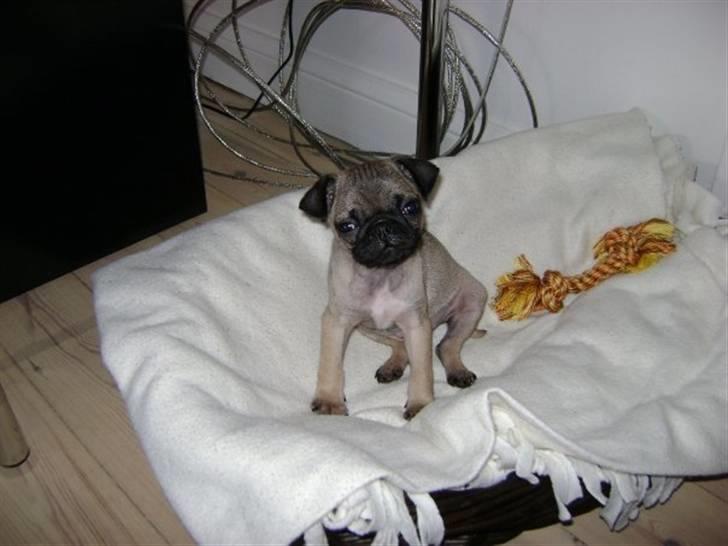 Mops Lukky  - Hvor var han dog lille. Maj 2009 billede 5