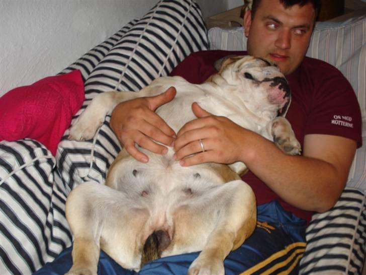 Engelsk bulldog Ælga - Livet er skønt billede 7