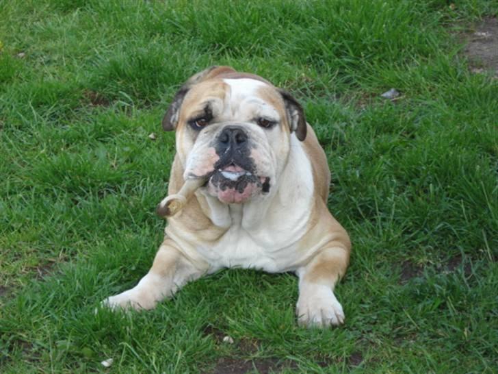 Engelsk bulldog Ælga - Prøv at tag det hvis du tør...: ) billede 9