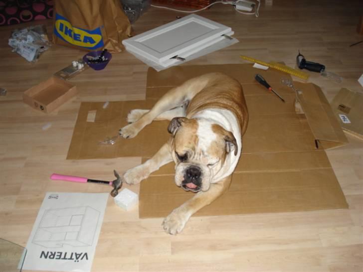 Engelsk bulldog Ælga - Det er så hårdt at hjælpe til med at bygge om.... billede 10