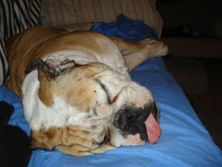 Engelsk bulldog Ælga billede 11