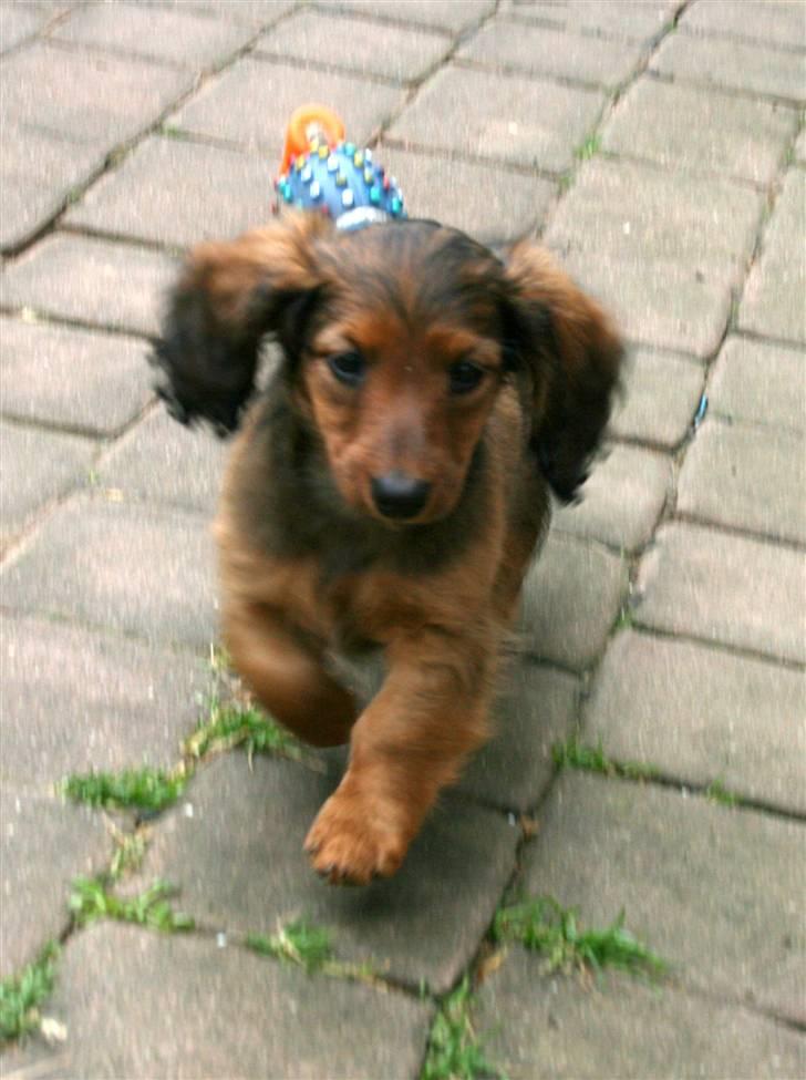 Gravhund Tia von der Taunushöhe - Fuld fart på til sin nye mor. billede 1