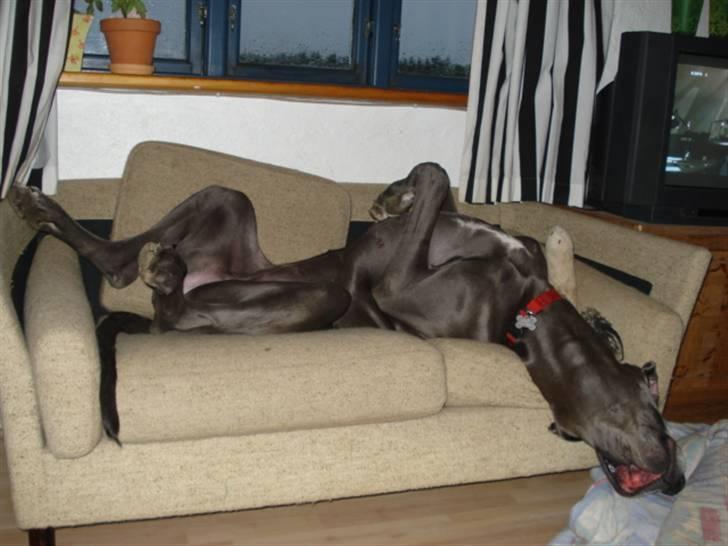 Grand danois Rosa Lina - Er man i tvivl om at dette´er MIN sofa?? billede 9