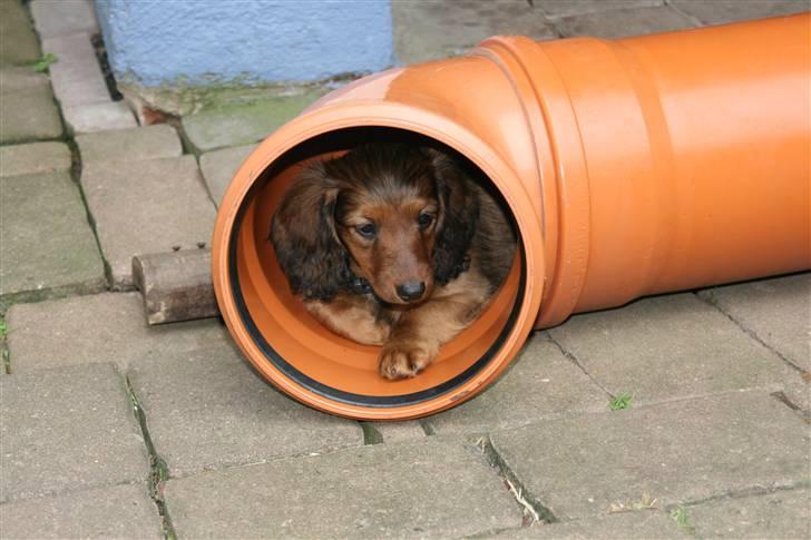 Gravhund Tia von der Taunushöhe - 9 uger gammel og sidste dag i Tyskland billede 2