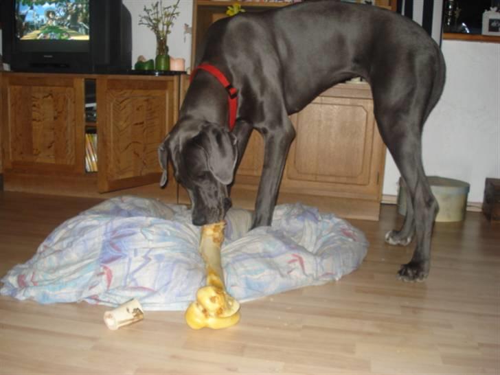 Grand danois Rosa Lina - Jubii... endelig et ben der passer til min størrelse billede 10