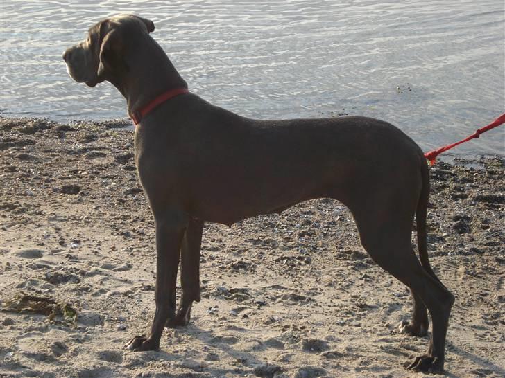 Grand danois Rosa Lina billede 11