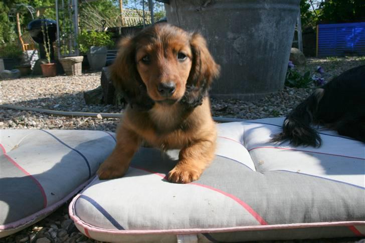 Gravhund Tia von der Taunushöhe - Første dag hjemme i Vestbirk billede 3