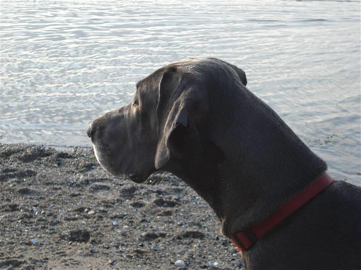 Grand danois Rosa Lina billede 12