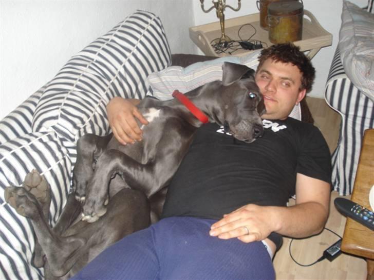 Grand danois Rosa Lina - Hygge med farmand billede 13