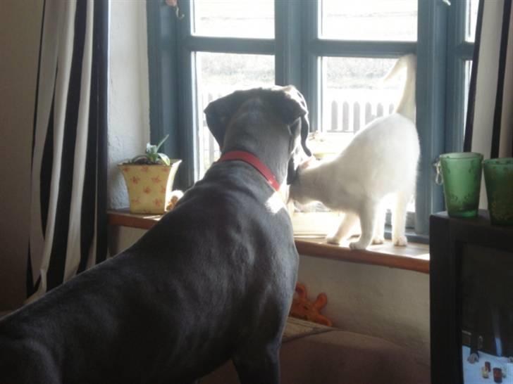 Grand danois Rosa Lina - Min gode ven skal have et lille kys billede 14