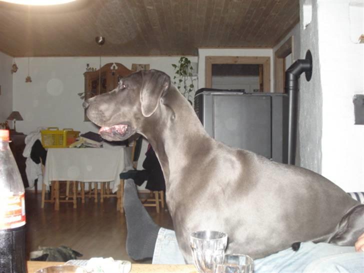 Grand danois Rosa Lina - Er jeg ikke smuk? billede 15