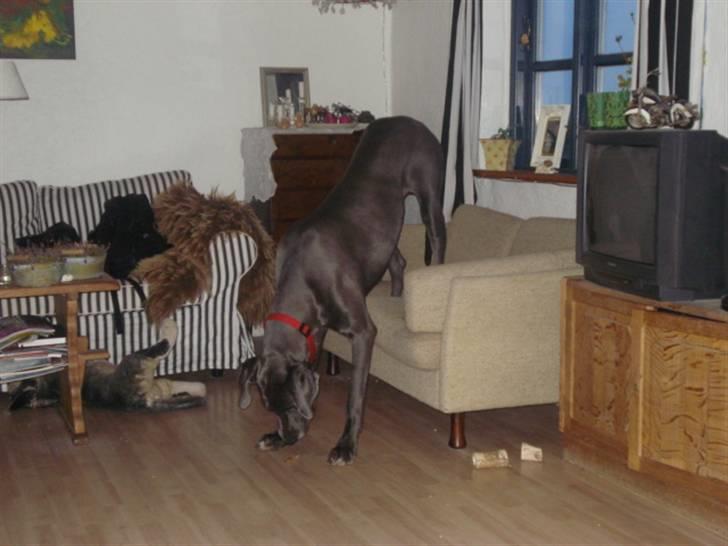 Grand danois Rosa Lina - Hvorfor ikke spise på denne måde?? billede 16