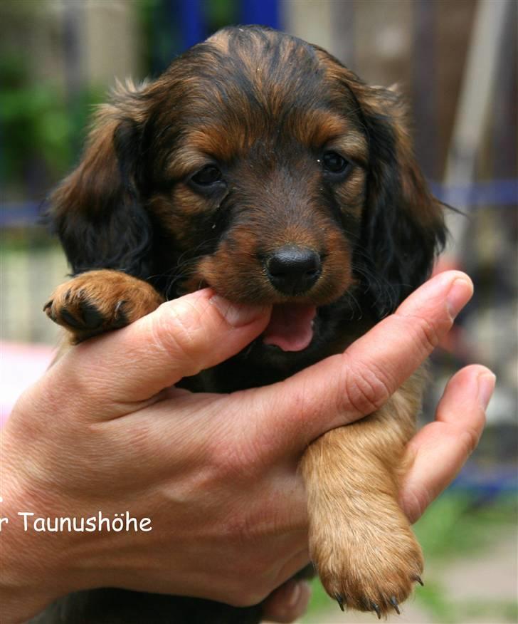 Gravhund Tia von der Taunushöhe - Tia 6 uger gammel billede 4
