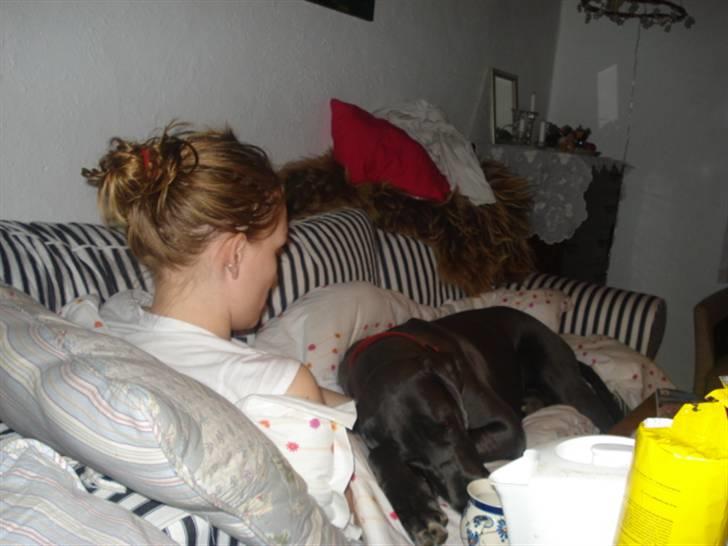 Grand danois Rosa Lina - Totalt yndlings når "mor" er syg og hjemme hele dagen... billede 17