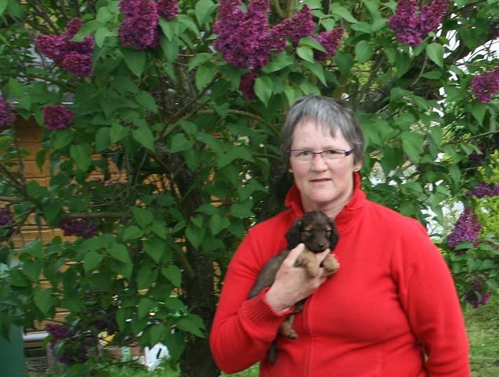 Gravhund Tia von der Taunushöhe billede 5