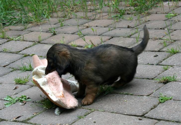 Gravhund Tia von der Taunushöhe billede 6