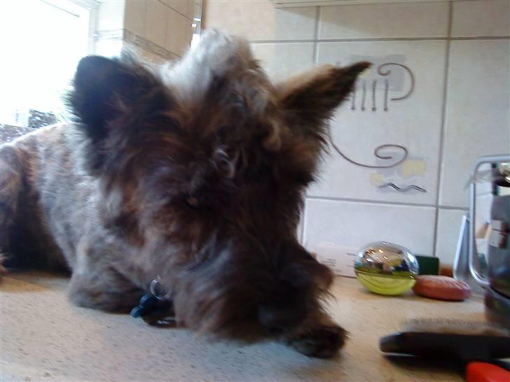 Cairn terrier Whiskey - Whiskey har fået hanekam :P billede 10