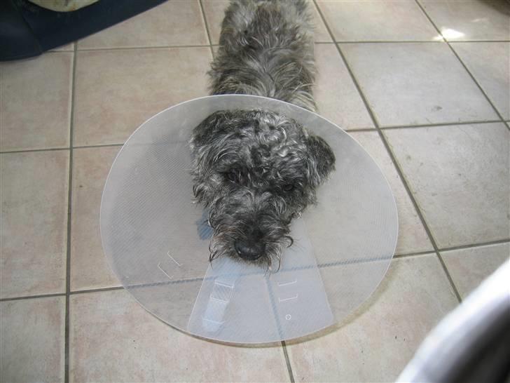 Cairn terrier Whiskey - din stakkel.... :) billede 11