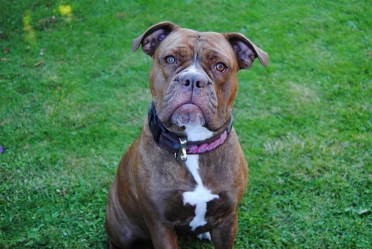 Olde english bulldogge *Mille* - mille halvandet år. billede 1
